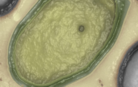 Objevený mimozemský virus